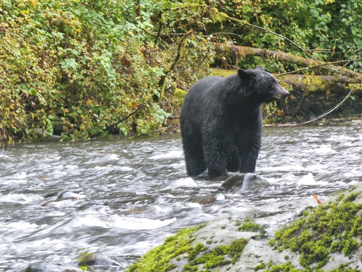 L'Ours  à la pêche